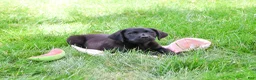 Labrador Retriever dogs for sale: Iridessa  - Ad 11