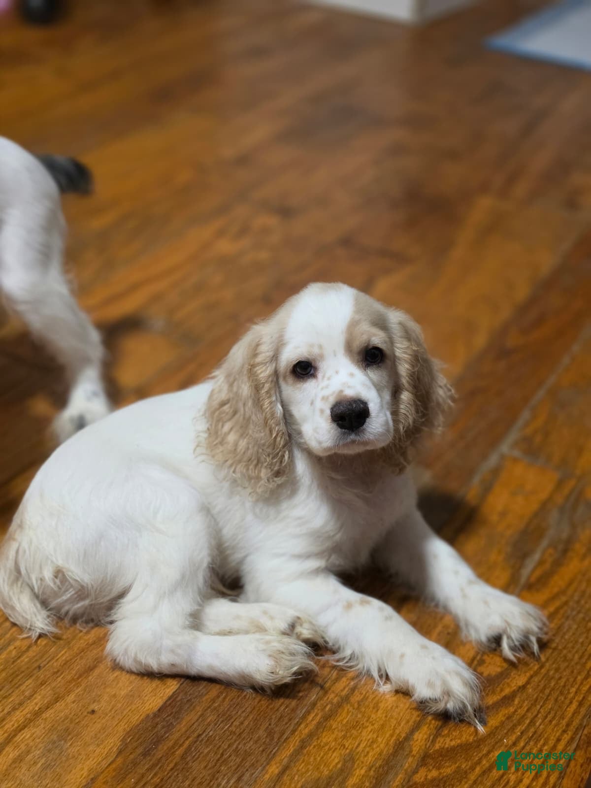 Cocker Spaniel dogs Bruno - Ad 2