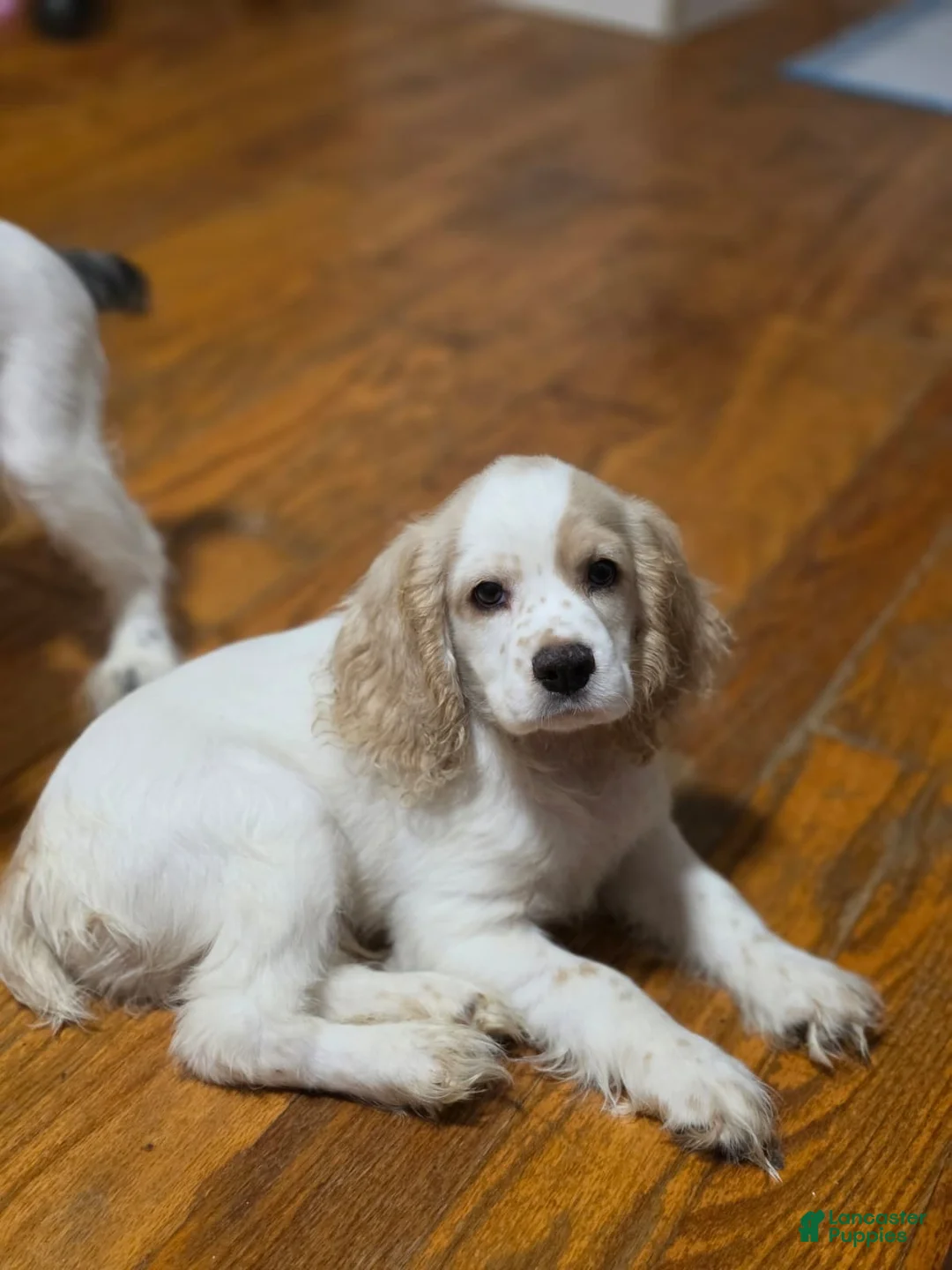 Cocker Spaniel dogs for sale: Bruno - Ad 2