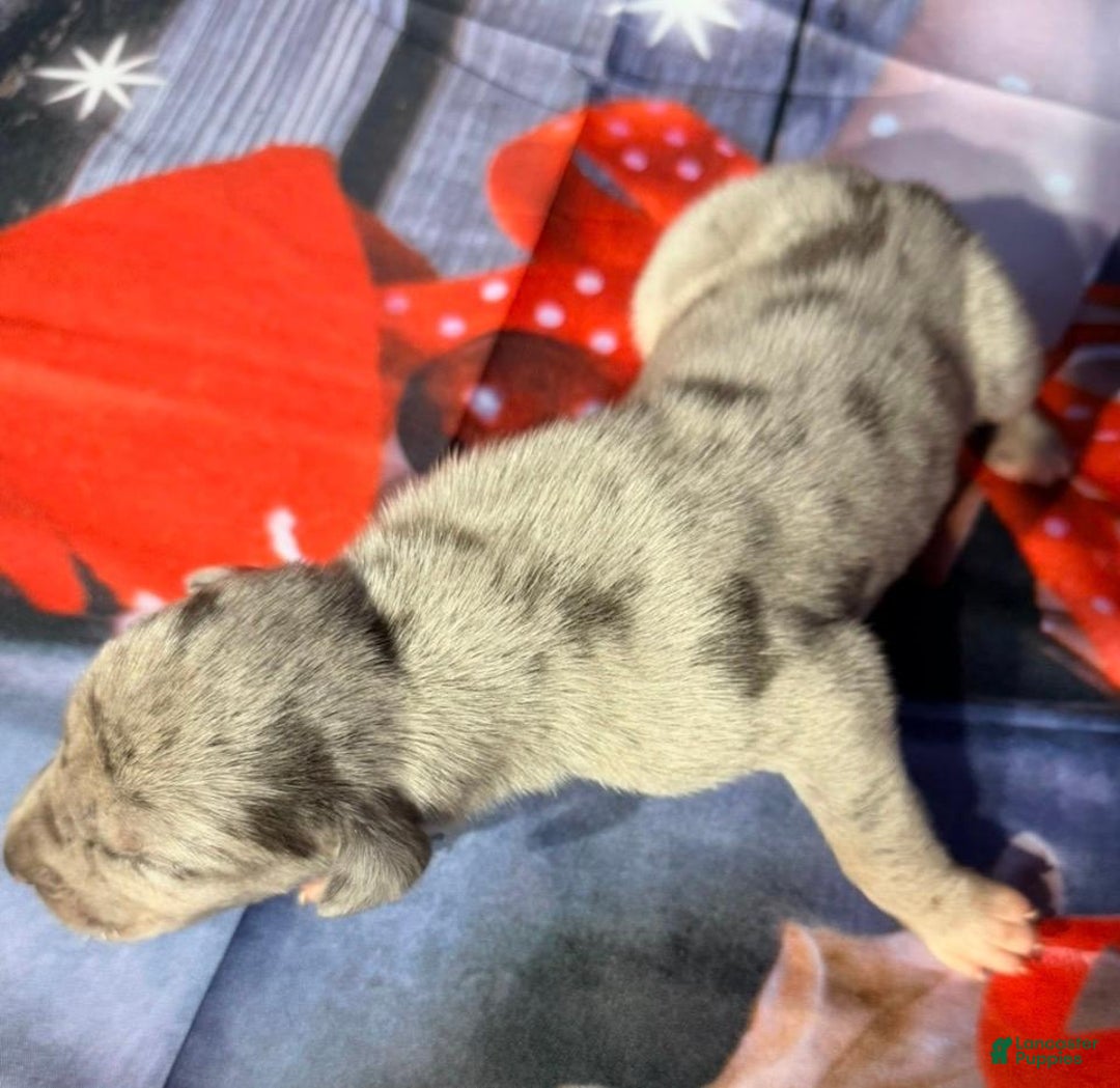 Great Dane dogs for sale: Wayne - Blue Merle - Ad 1