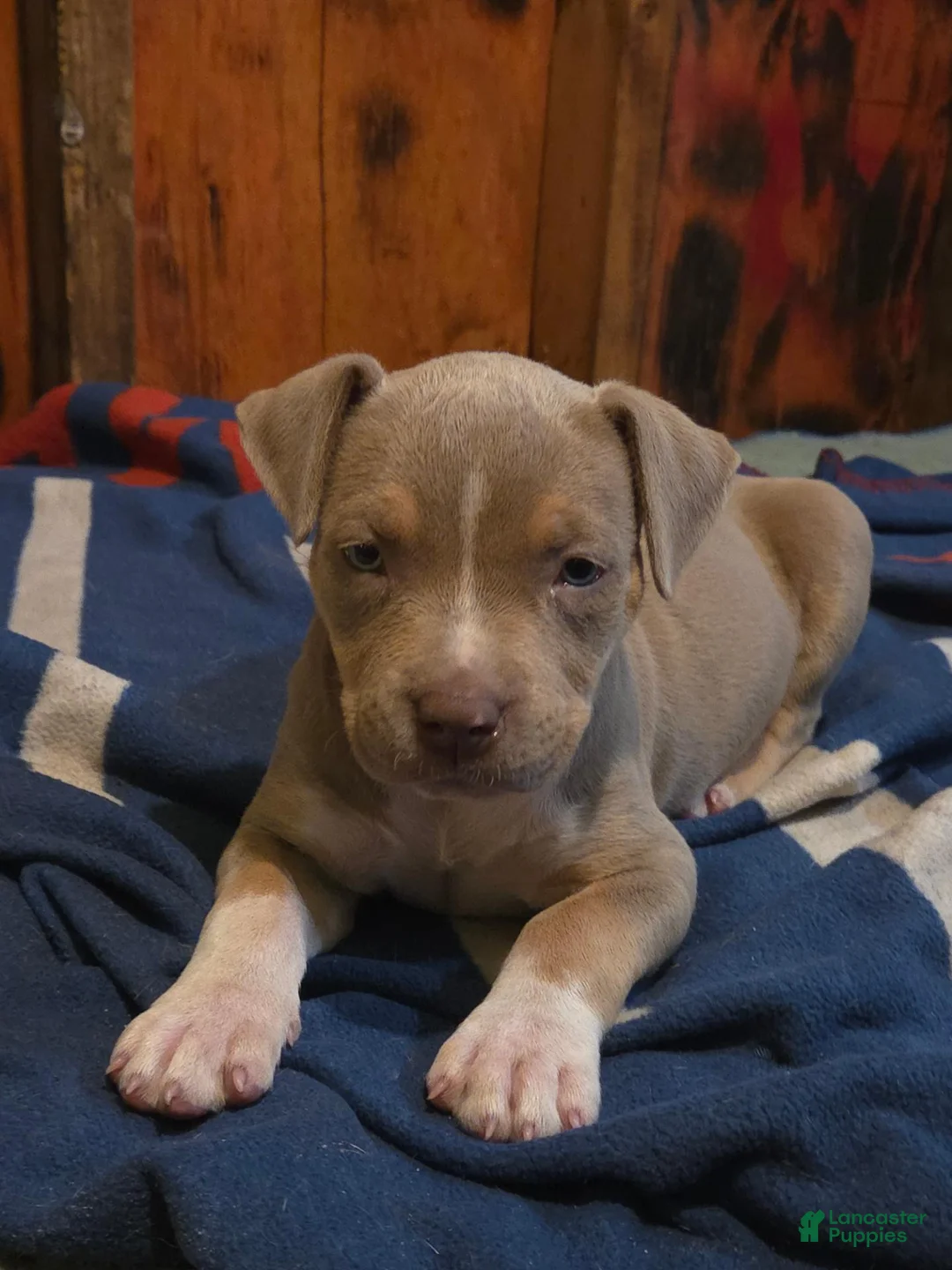 American Bully dogs for sale: American Bully 1 - Ad 1
