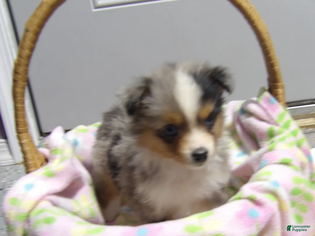 Miniature Australian Shepherd dogs for sale: Missy - Ad 1