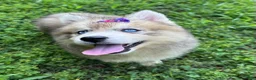 Siberian Husky dogs for sale: RISA - Ad 18