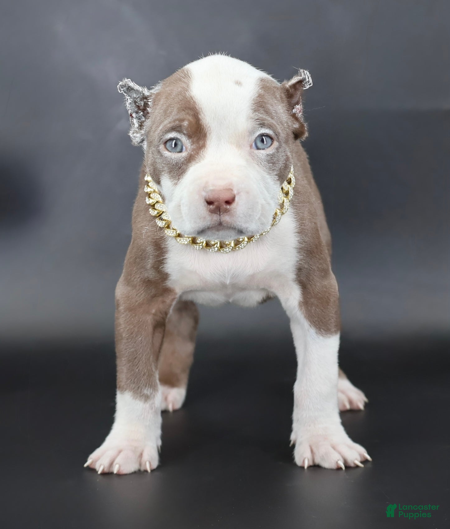 American Bully dogs Scarlet - Ad 20