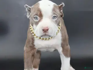 American Bully dogs Scarlet - Ad 20