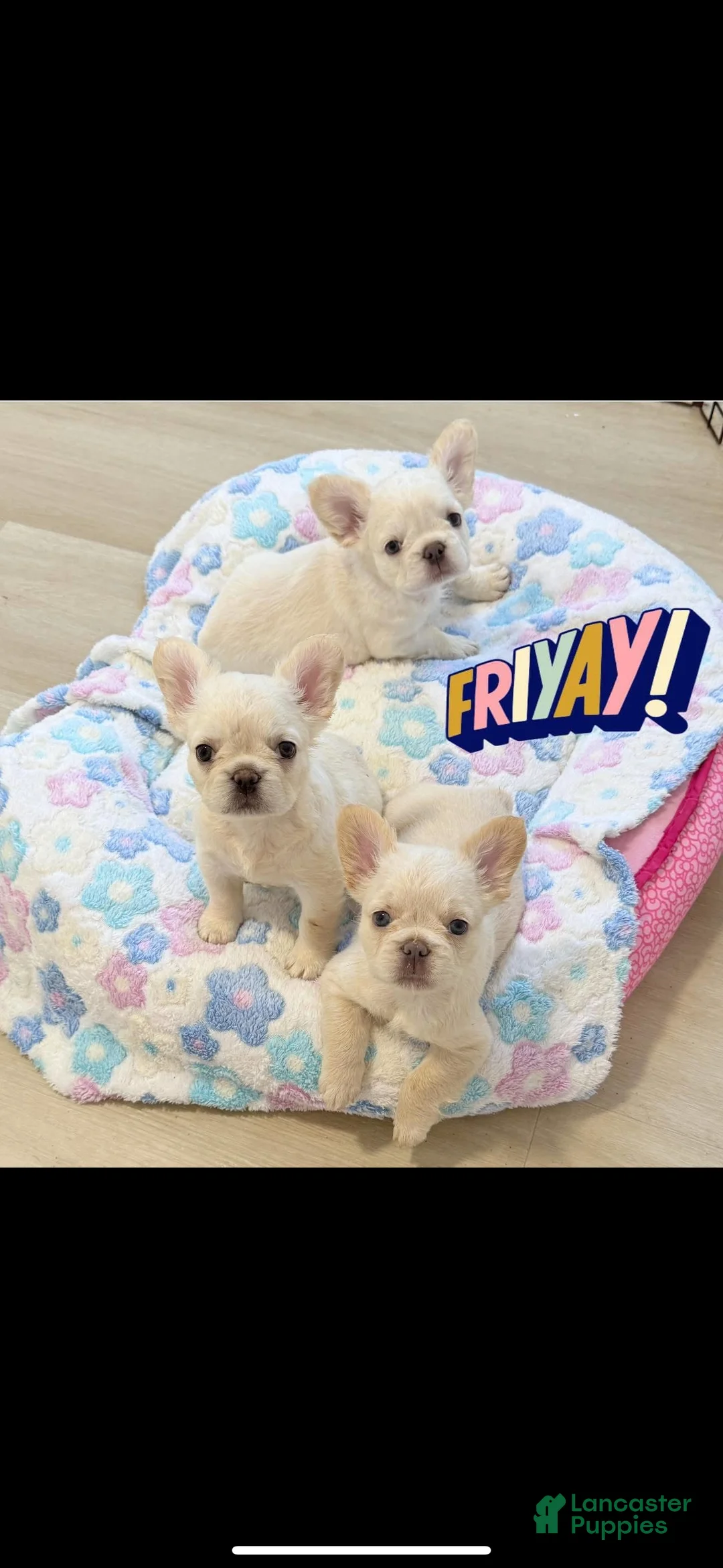 French Bulldog dogs for sale: French Bulldog Puppy 6 - Ad 3