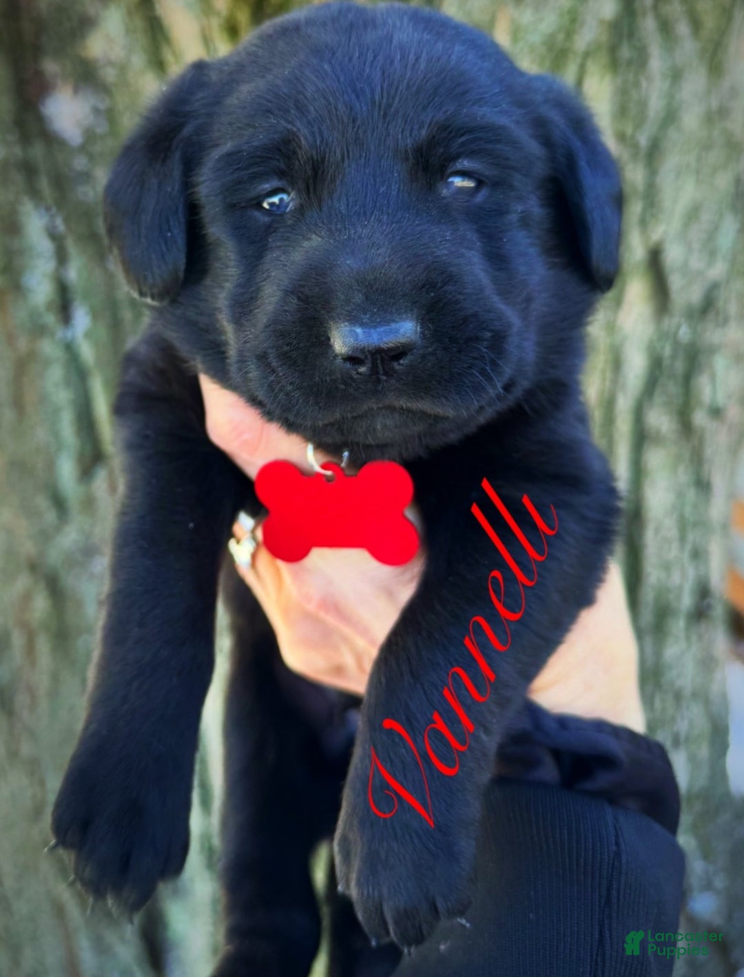 Labrador Retriever dogs for sale:  Puppy 1 - Ad 12