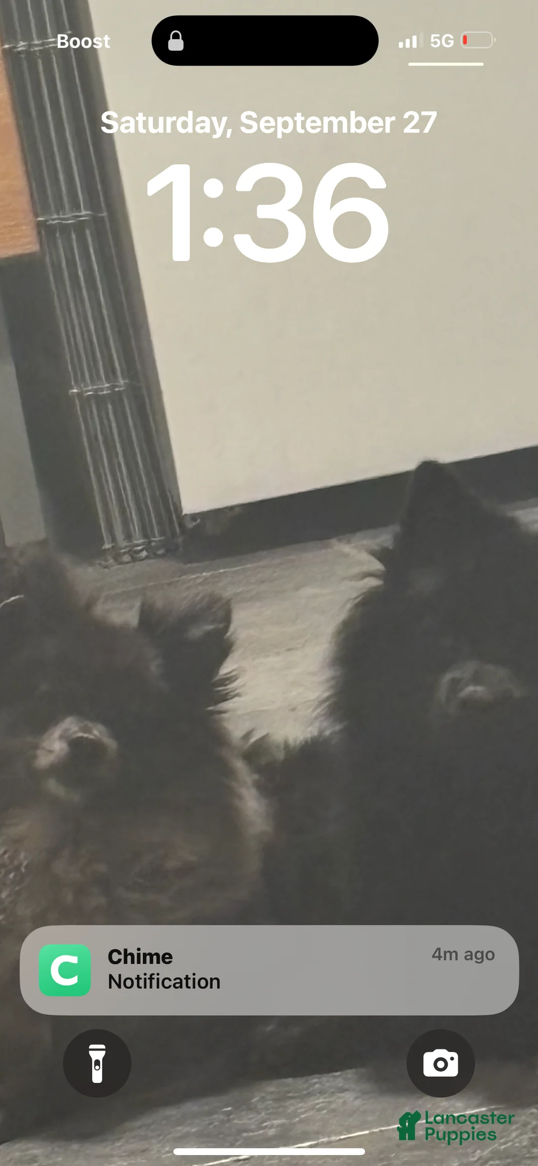 Pomeranian dogs for sale: Sharpie - Ad 5