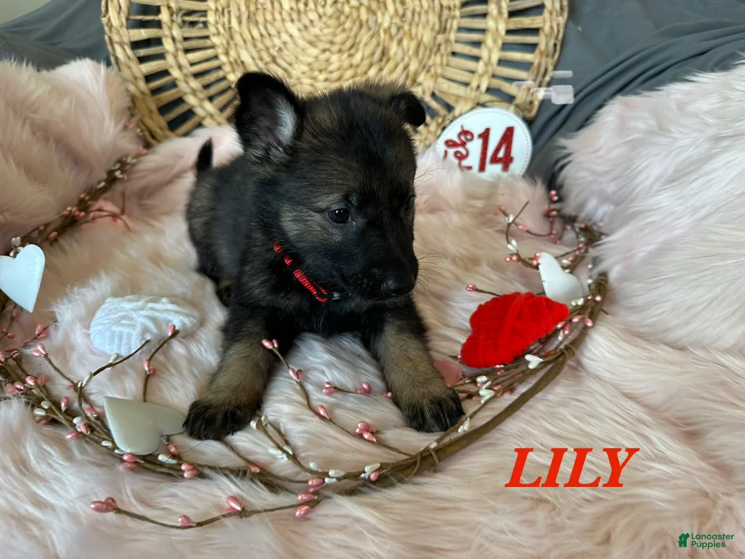 German Shepherd dogs for sale: Lily - Ad 7