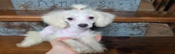 Bichpoo dogs for sale: Lily - Ad 3