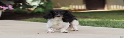 Miniature Dachshund dogs for sale: Everett - Ad 9