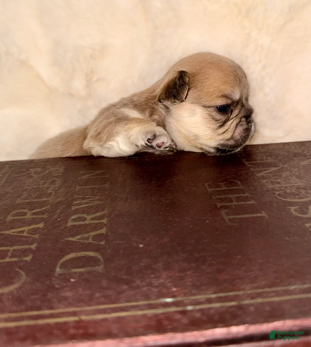 French Bulldog dogs for sale: French Bulldog Puppy 2 - Ad 4