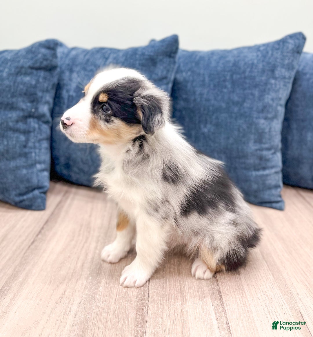 Miniature Australian Shepherd dogs for sale: Bo - Ad 4