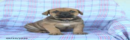 Cane Corso dogs for sale: Andy - Ad 3