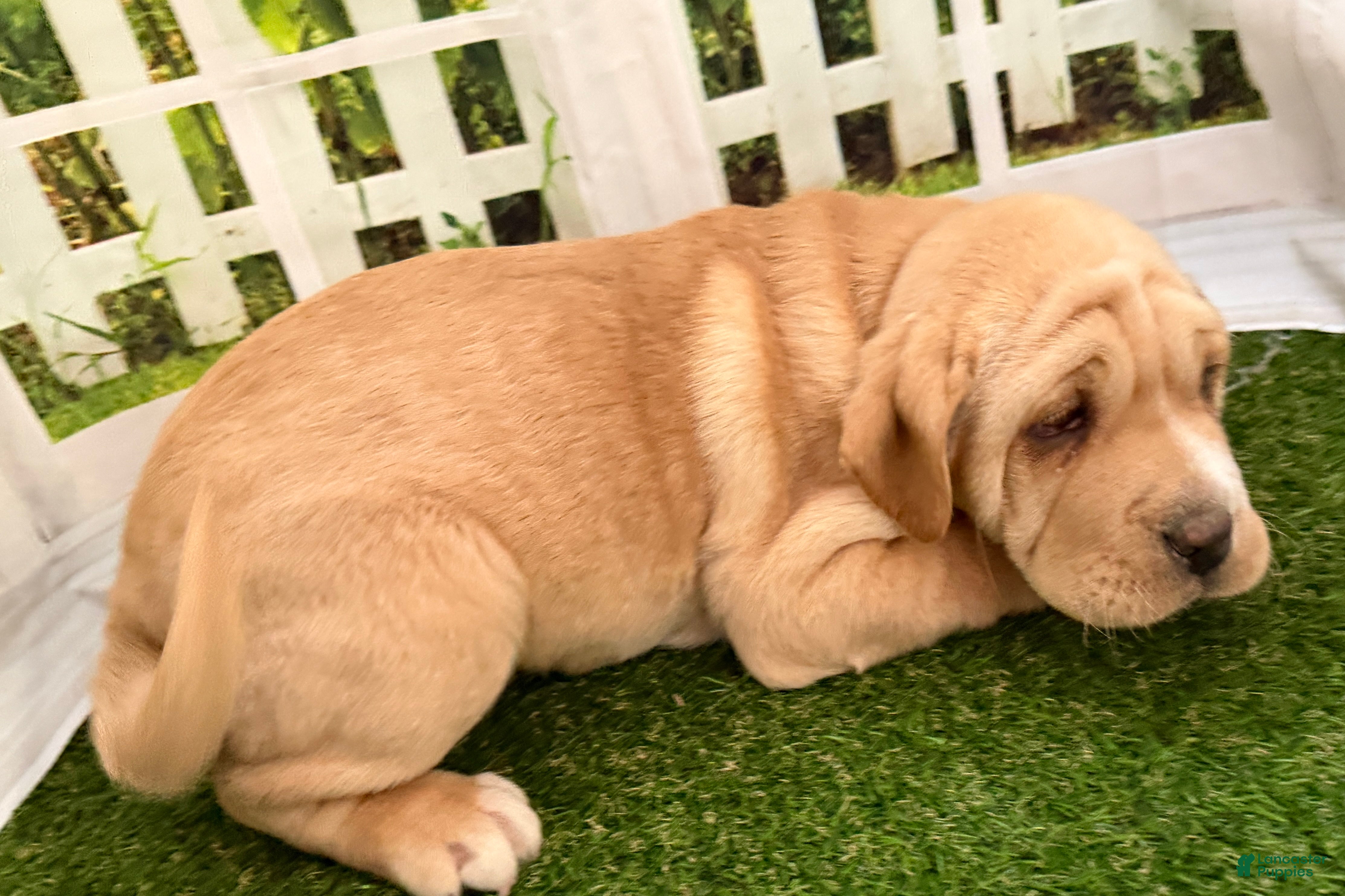 Mixed Breed dogs Mixed Breed Puppy 2 - Ad 2