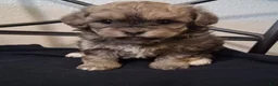 Shihpoo dogs for sale: Shiloh - Ad 2