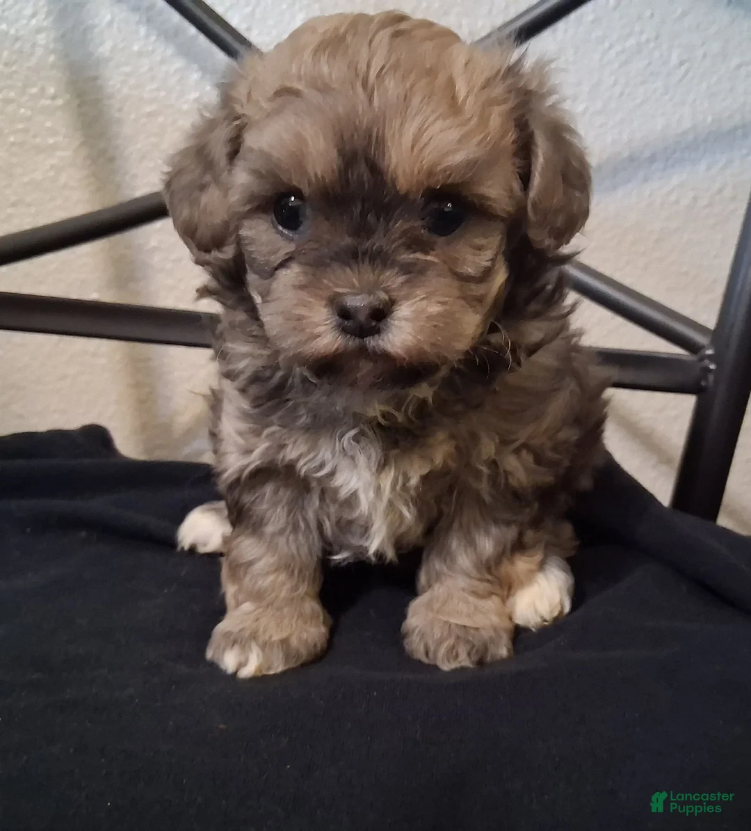Shihpoo dogs for sale: Shiloh - Ad 2