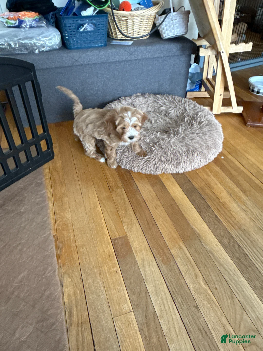 Shihpoo dogs for sale: Shihpoo Puppy 3 - Ad 1