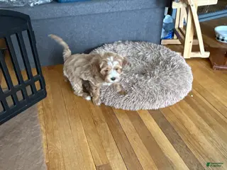 Shihpoo dogs Shihpoo Puppy 3 - Ad 42