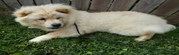 Chow Chow dogs for sale: Chow Chow Puppy 1 Gordy - Ad 2