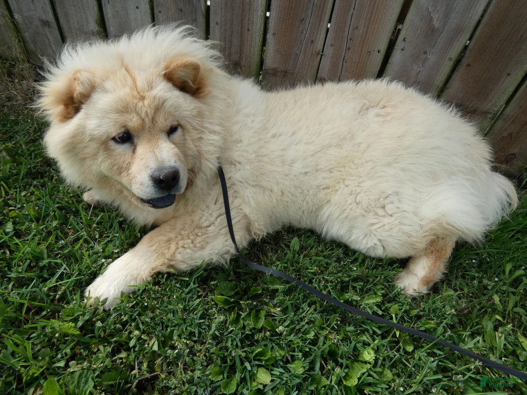 Chow Chow dogs for sale: Chow Chow Puppy 1 Gordy - Ad 2