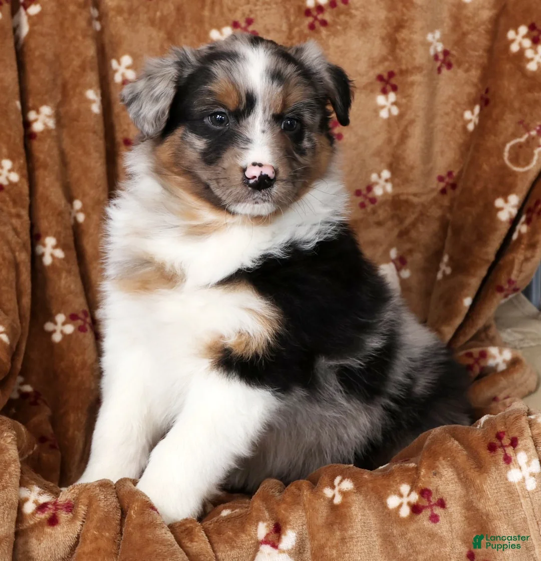 Australian Shepherd dogs for sale: Jerry - Ad 7