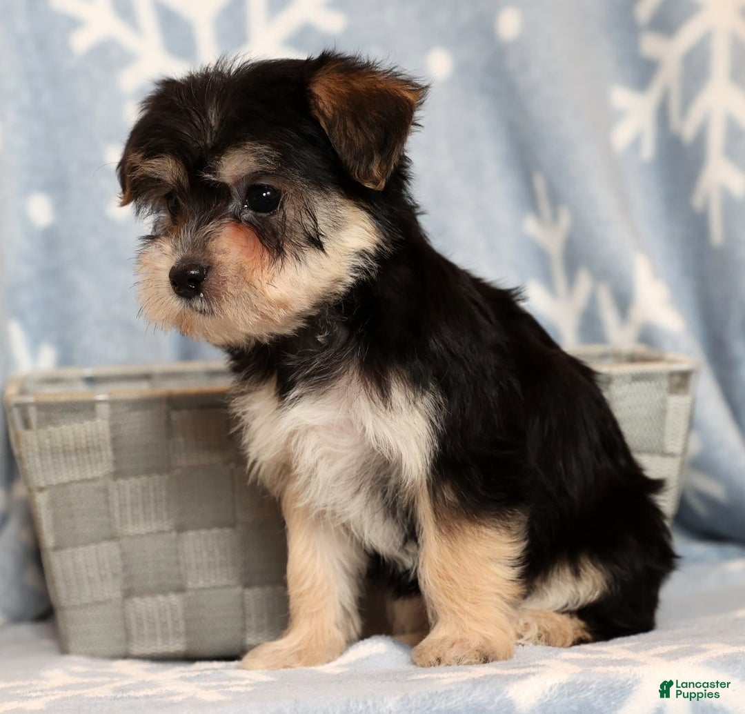 Yochon dogs for sale: Addy - Ad 4