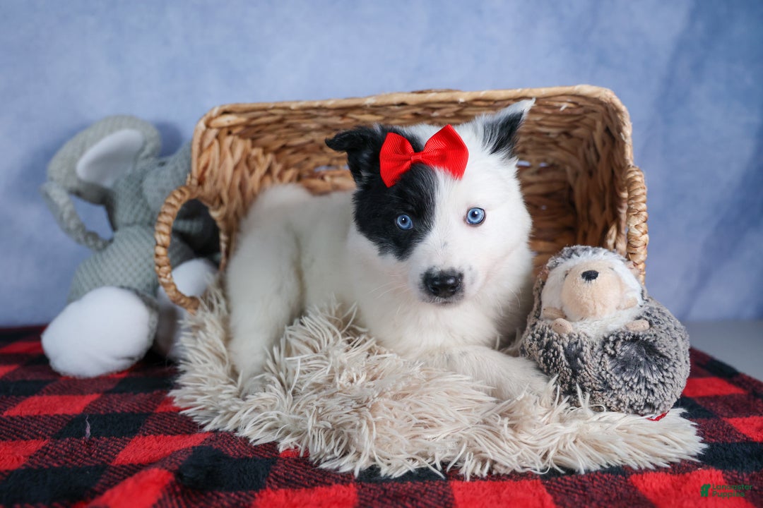 Mixed Breed dogs for sale: DAKOTA - Ad 2