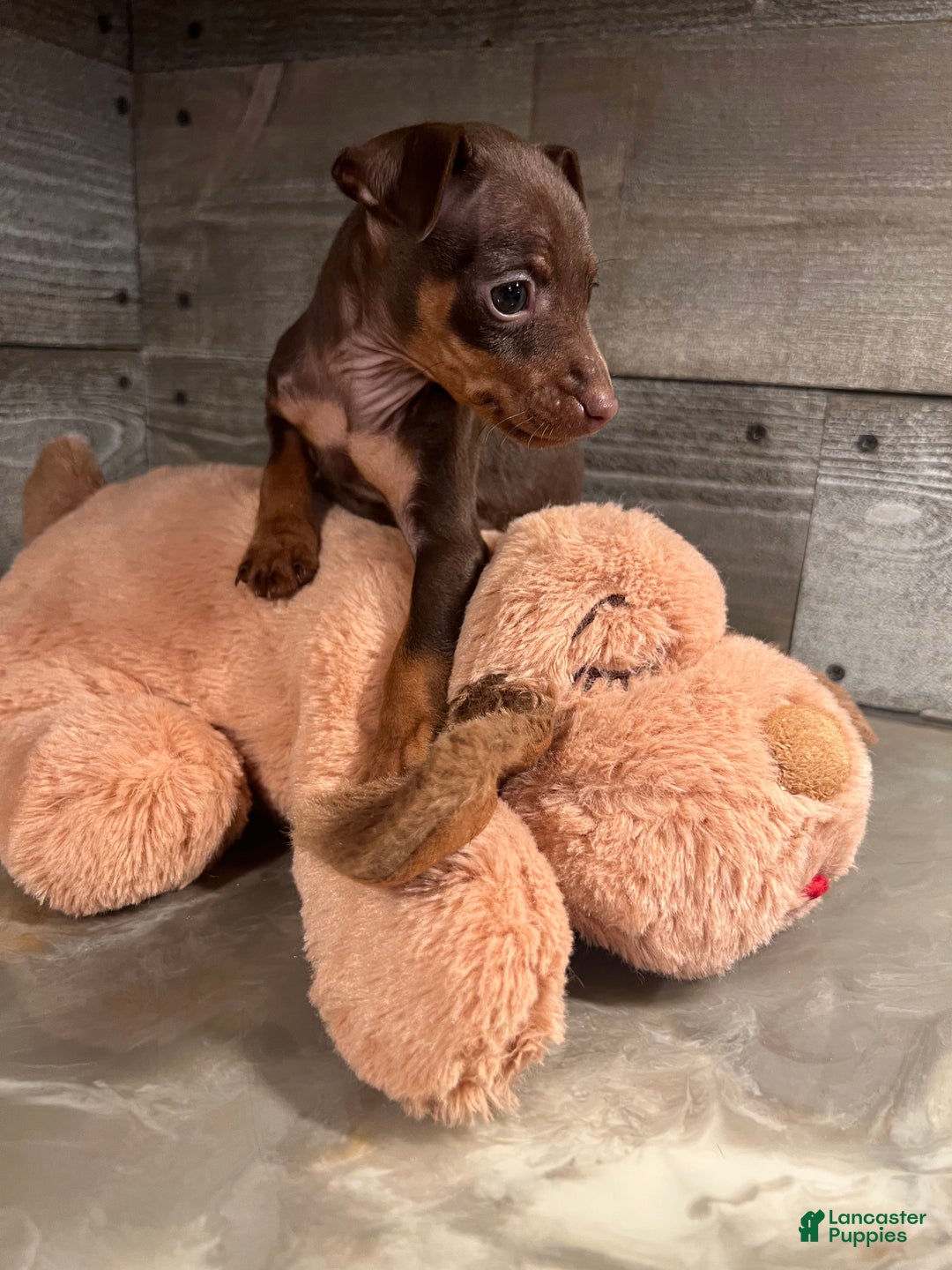 Miniature Pinscher dogs for sale: Ruby - Ad 14