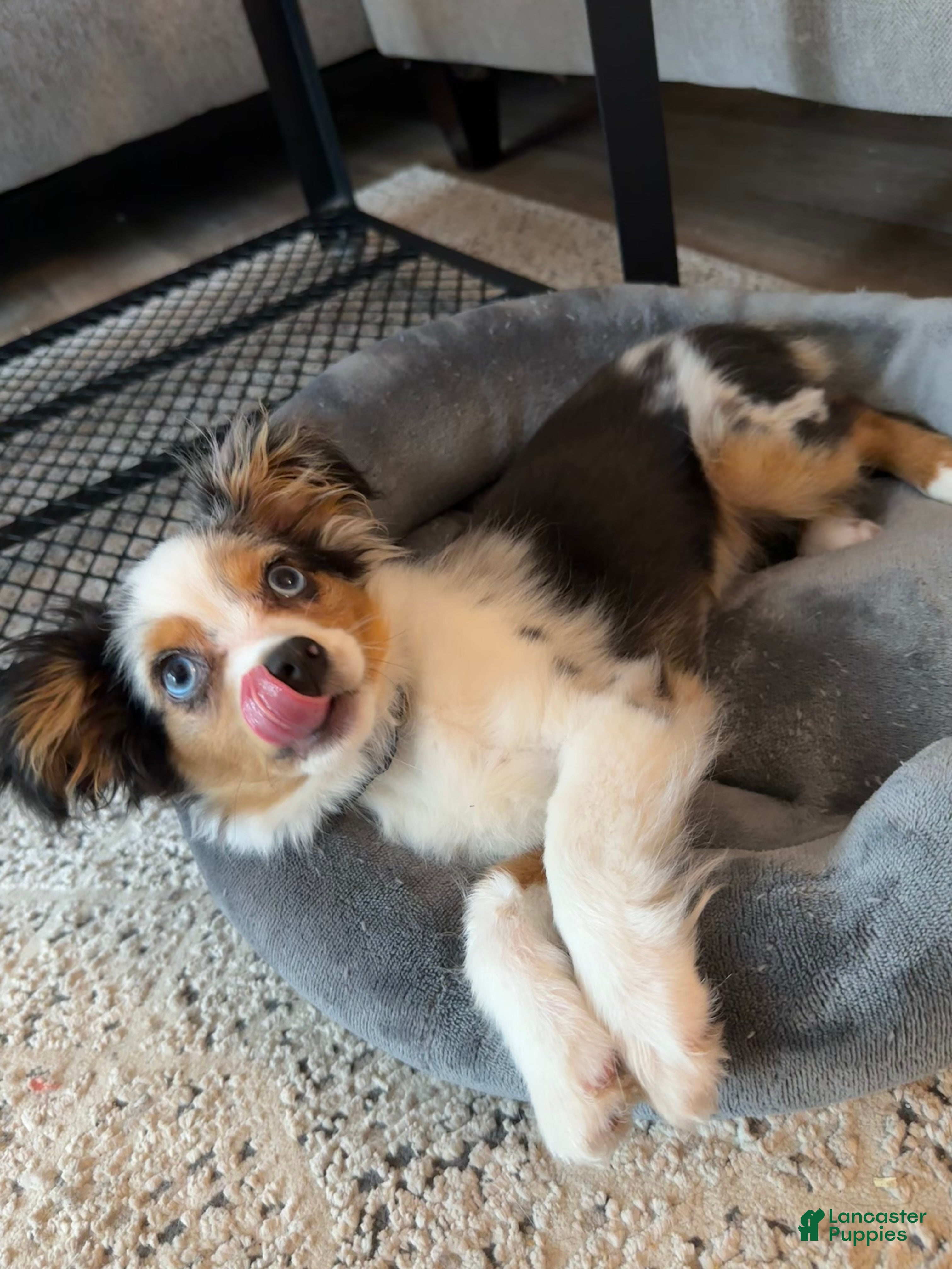 Toy Australian Shepherd dogs Arlo - Male Toy Aussie Puppy - Ad 4