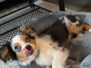 Toy Australian Shepherd dogs Arlo - Male Toy Aussie Puppy - Ad 4