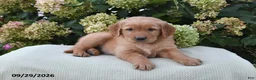 Golden Retriever dogs for sale: Bingo - Ad 3