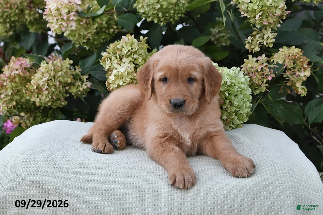 Golden Retriever dogs for sale: Bingo - Ad 3