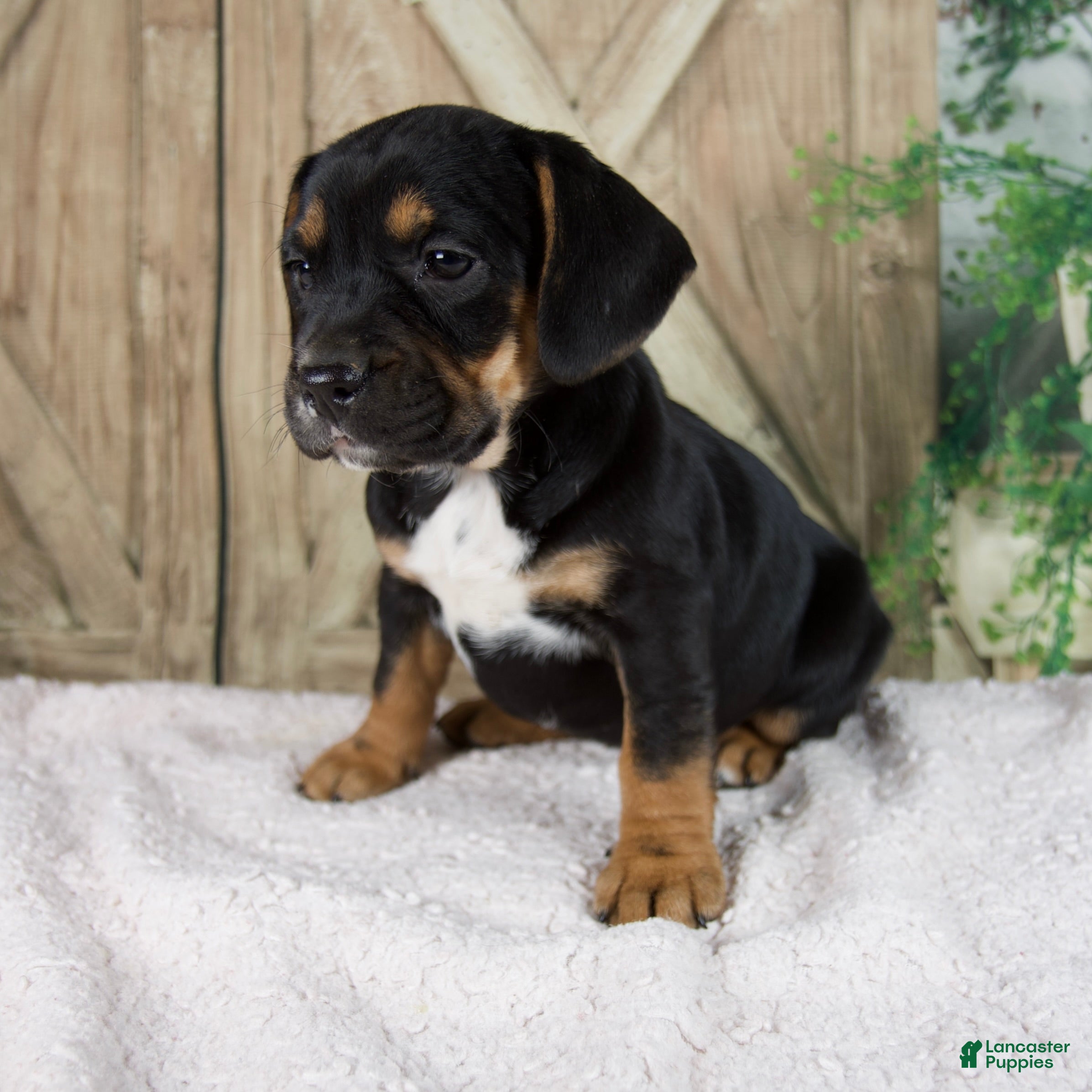 Beabull dogs Wendy - Ad 2