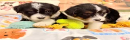 Mini Aussiedoodle dogs for sale: Chip - Ad 3