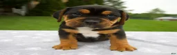 Beabull dogs for sale: Dakota - Ad 1