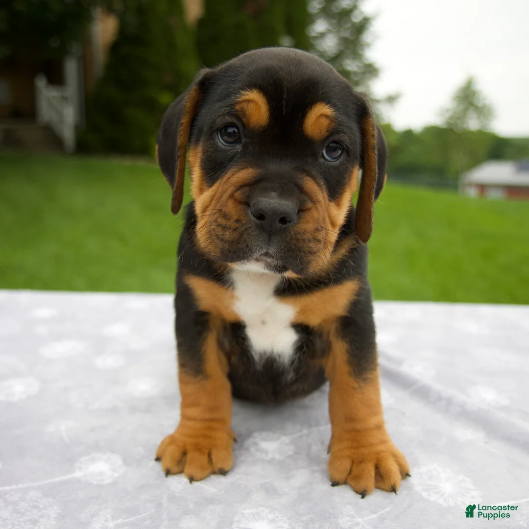 Beabull dogs for sale: Dakota - Ad 1