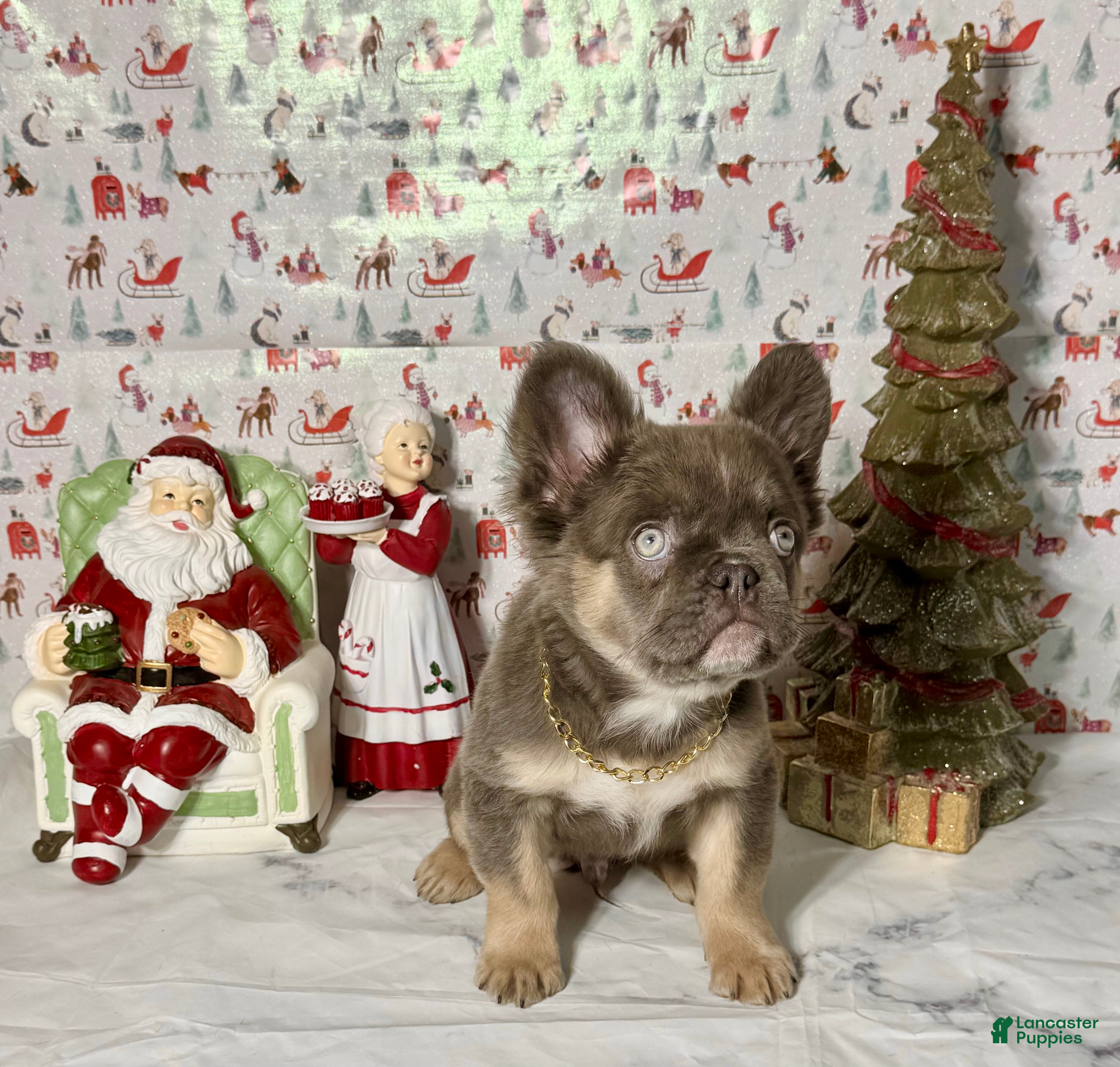 French Bulldog dogs Jack  - Ad 2