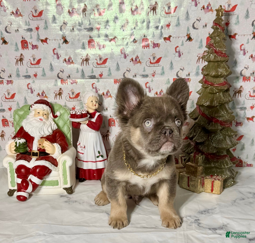 French Bulldog dogs for sale: Jack  - Ad 2