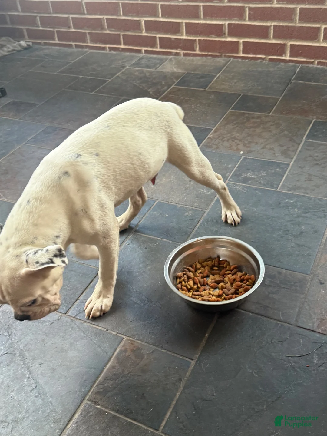 Mixed Breed dogs for sale: Shorty  - Ad 3
