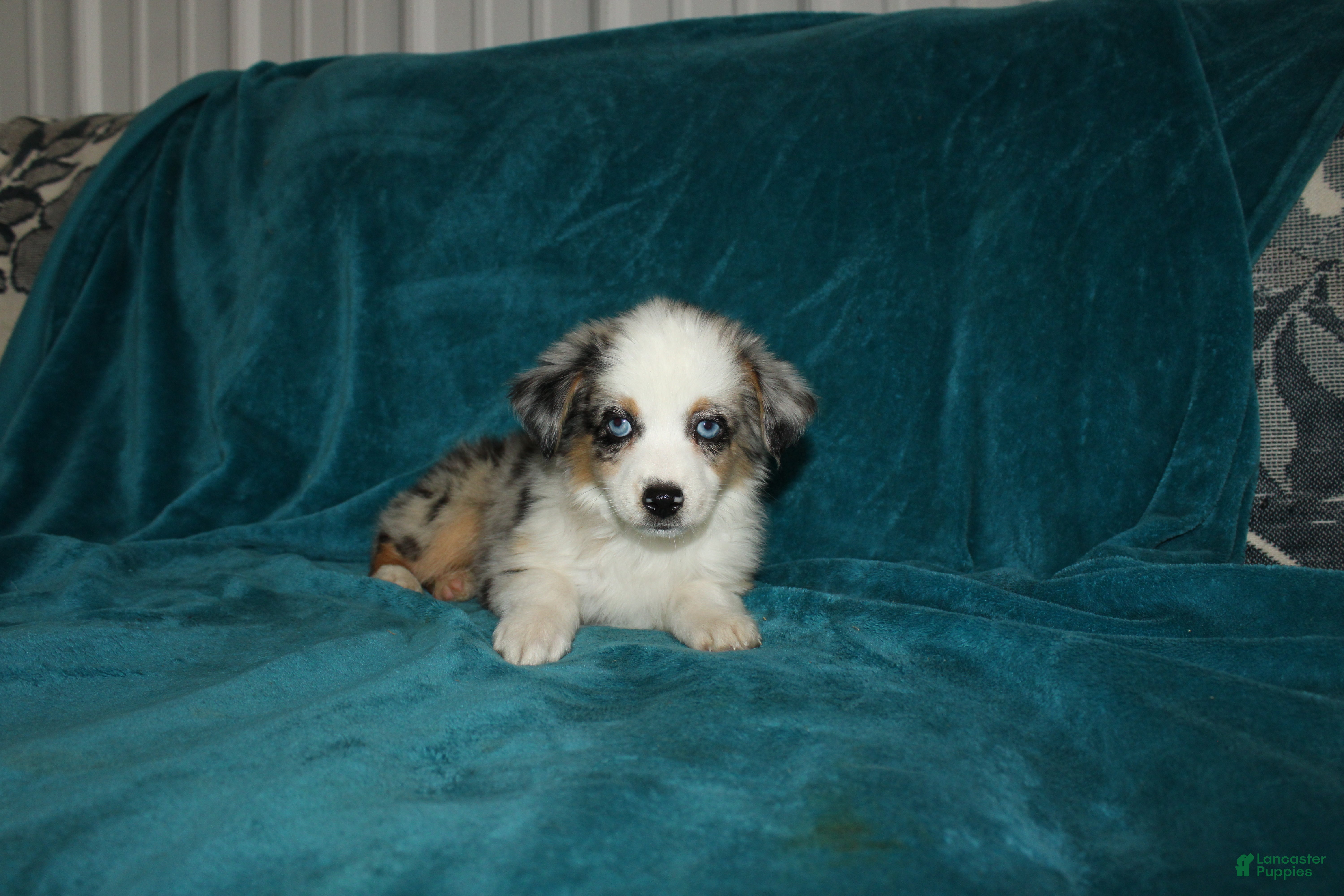 Miniature Australian Shepherd dogs for sale: Pansy - Ad 2