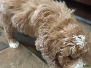 Bernedoodle dogs mini Bernedoodle Puppy 1 white - Ad 27