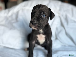 Great Dane dogs - Ad 34