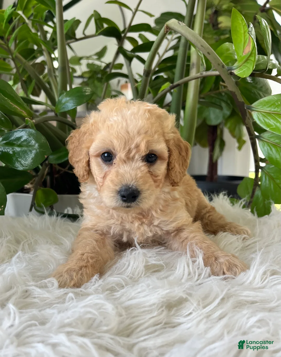 Mini Goldendoodle dogs for sale: Chip - Ad 2