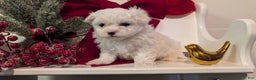 Maltese dogs for sale: Kona - Ad 6