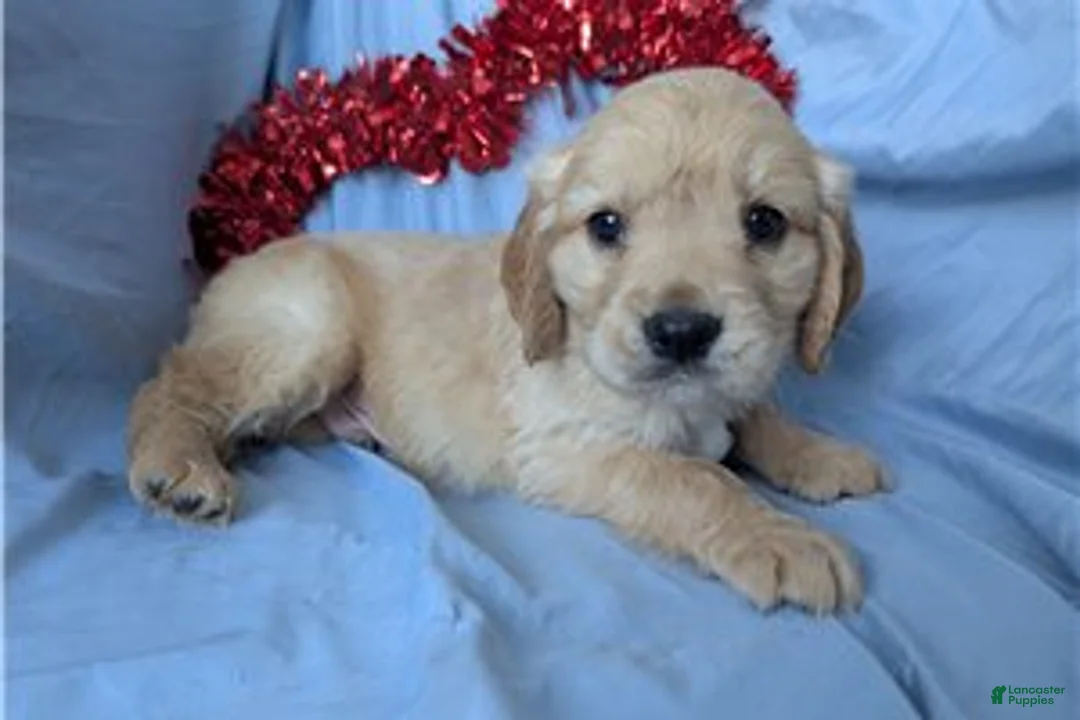 Mixed Breed dogs for sale: Sunny - Ad 8