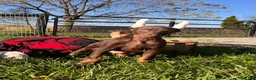 Doberman Pinscher dogs for sale: Alpha Big Red ❤️AKC  Champion Bloodlines  - Ad 1