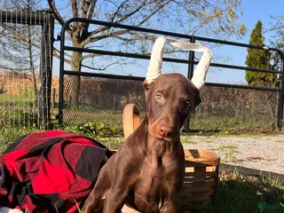 Doberman Pinscher dogs Alpha Big Red ❤️AKC Champion Bloodlines - Ad 1