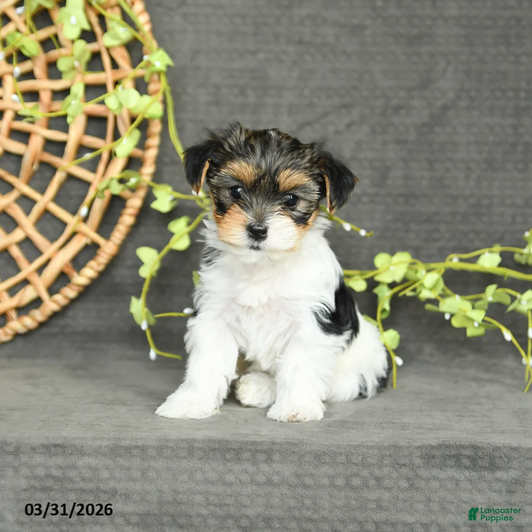 Yorkshire Terrier dogs for sale: Maddie - Ad 1