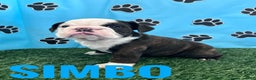 English Bulldog dogs for sale: SIMBO - Ad 2